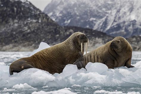 8 De Los Mejores Lugares Para Una Aventura En El Ártico Ecverde