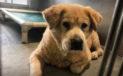 Senior Dog Scared And Alone After Owner Surrendered Her At 12 Years Of