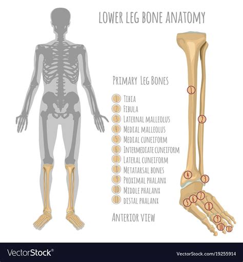 Calf Anatomy Knee Joint Anatomy Human Ear Anatomy Anatomy Bones