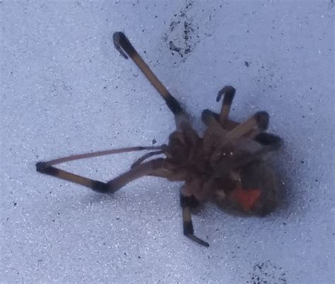 Latrodectus Geometricus Brown Widow Spider In Cerritos California