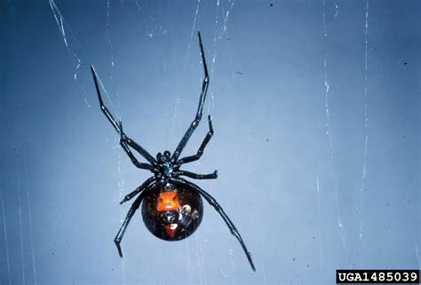 Black Widow Spider Latrodectus Mactans Araneae Theridiidae 1485039