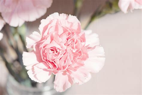 Free Photo Pink Carnation Flower Beautiful Carnation Close Up