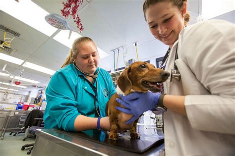 Best Veterinary Technician Colleges Infolearners