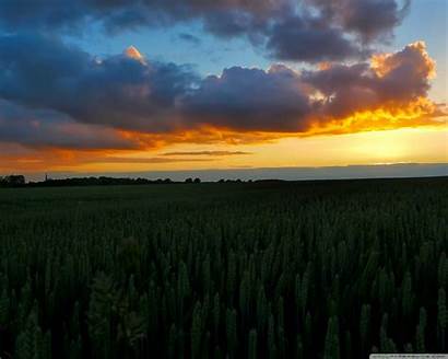 Wheat Sunset Field Standard
