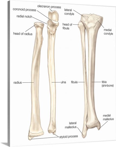 Lower Leg Skeletal Anatomy