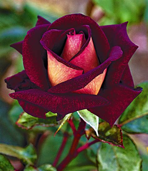 Osiria Rose Bi Color And Variegated Roses Pinterest Rose And Flowers