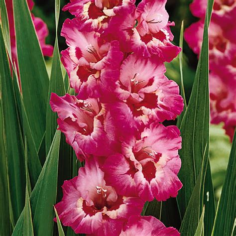 Vandohla Gladiolus 8 Bulbs New Fuchsia Pink 14cm