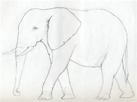 Elephant Pencil Drawing Easy Bestpencildrawing
