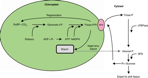 When abiotic sources of energy light phase reactions use the energy of the excited chlorophylls to make atp and nadph, while producing o2 as a waste product. Sugars act as metabolic sinks in the photosynthetic energy ...