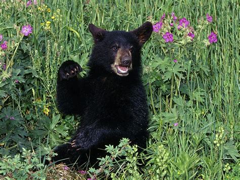 American Black Bear The Life Of Animals