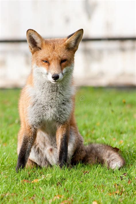 Red Fox Sitting Stock Photo Image Of Tail Mammal Isolated 22527450