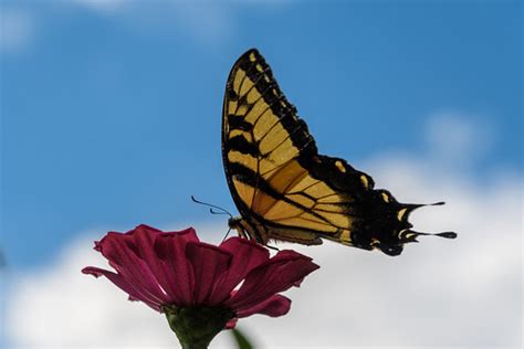 Eastern Tiger Swallowtail Butterfly Peter Miller Flickr