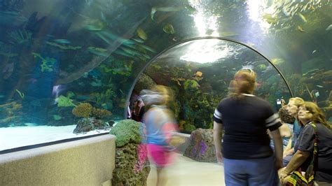 Virginia Aquarium And Marine Science Center In Virginia