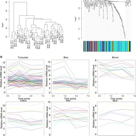 Weighted Gene Co Expression Network Analysis A Sample Clustering