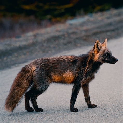 Uniquely Orange And Black Fox Strikes A Pose For Friendly Photographer