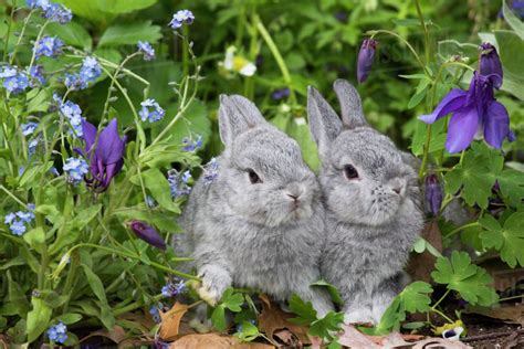 The Netherland Dwarf Rabbit Breed Full Information