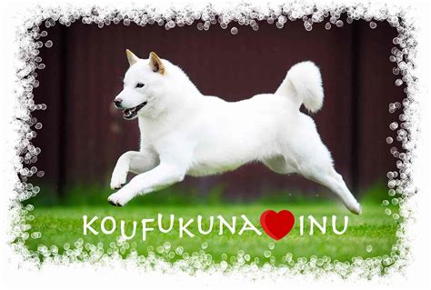 ᐈ Hokkaido All About Dog Breed — Koufukuna ️inu