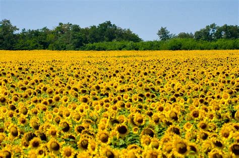 The Golden Sunflower Fields Outside Varna Bulgaria