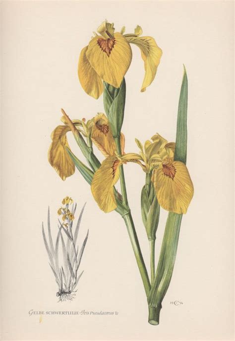 1954 Yellow Iris Vintage Botanical Print Lithograph Iris Pseudacorus