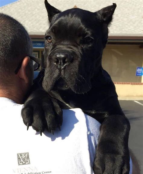 14 Things About Cane Corso You Should Know The Dogman