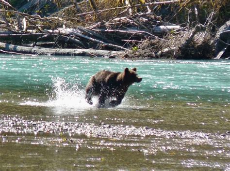 Grizzly Bear Watching Tours British Columbia Grizzly Tours Campbell