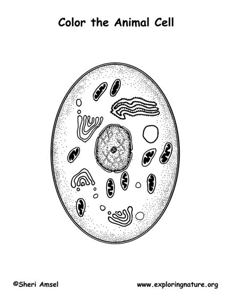 Animal Cell Coloring Page Exploring Nature Educational Resource
