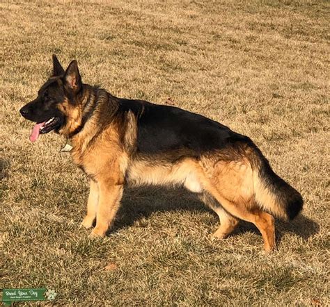 German Shepherd Male For Stud Stud Dog In Wa The United States