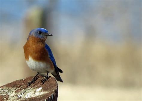 Eastern Bluebirds Are Migrating 3 5 17 Lake Andes Nwr Flickr