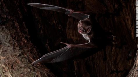 Even Vampire Bats Know To Socially Distance Themselves When They Get