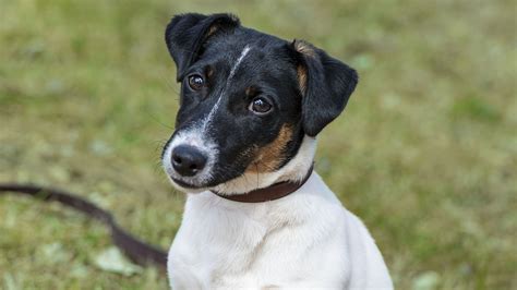 Fact Or Fiction The Irish Jack Russell Terrier Atlantic K9