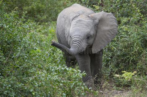 Baby African Elephant In Natural Habitat Stock Photo