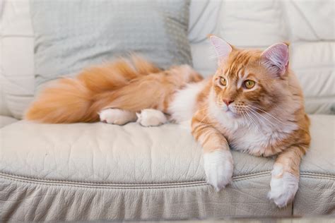 7 Best Cat Breeds With Children Choosing The Right Cat