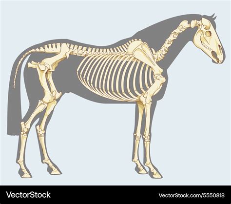 Horse Skeleton Skeleton Drawings Horse Illustration Animal Skeletons Images