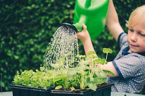 Child Watering Plants By Sally Anscombe Stocksy United