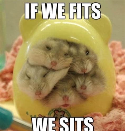 Meme Hamster Edition Viral Viral Videos