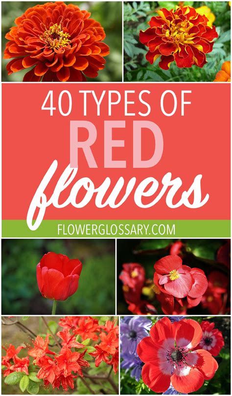 40 Types Of Red Flowers Red Flowers Types Of Red Easy To Grow Flowers