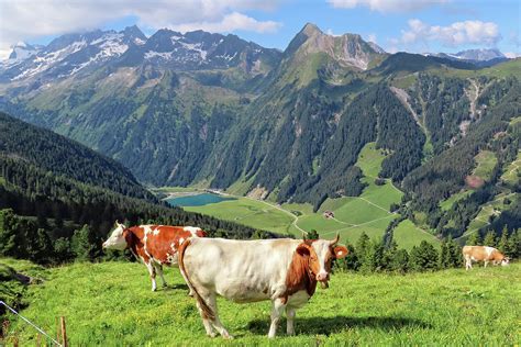 Cows On Meadow Of High Tauern Mountains Of Austrian Alps Tirol