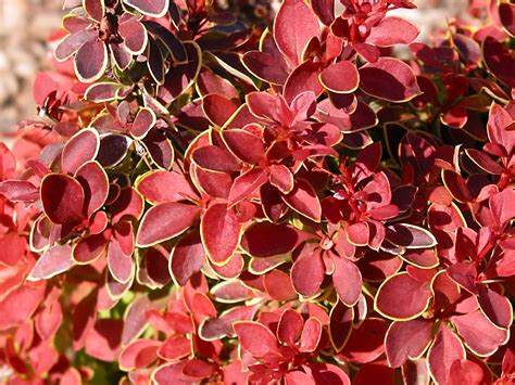 Barberry Admiration