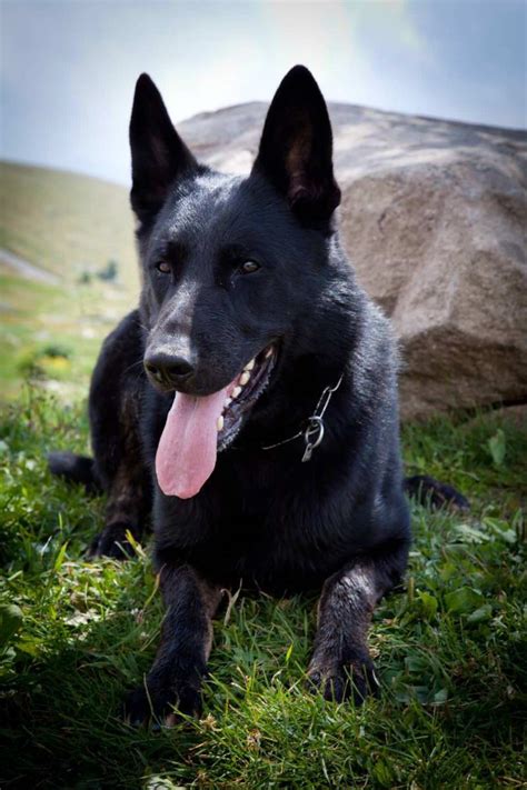 Black Short Haired German Shepherd Petsidi