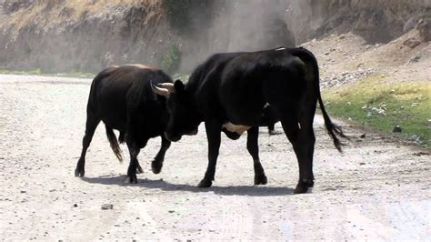 Bull Fight Peru Youtube