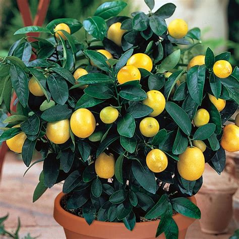Meyer Lemon Trees Citrus Trees Stark Bros