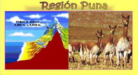 Conoce Las 8 Regiones Naturales Del Perú Región Puna Aprendo En Casa