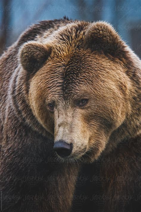 Close Up Of A Brown Bear By Stocksy Contributor Sky Blue Creative