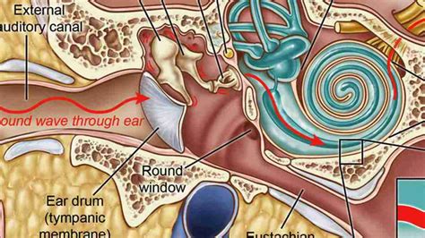 What Is A Middle Ear Infection Howcast