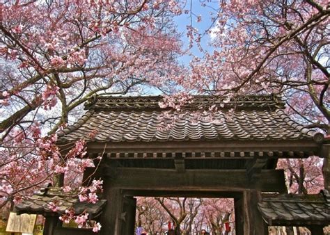 Ini 5 tempat wisata jepang di. Selfie Taman Sakura : Wisata Ala Jepang Istana Sakura ...