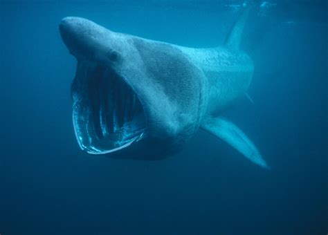 Group seeks doubling of marine species protected by Endangered Species
