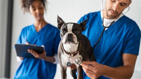 9 Great Veterinary Schools In Europe Taught In English 2023 Scholarboard
