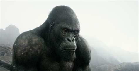Framestores Mangani Apes Swing Into Cinemas In Box Office Success The