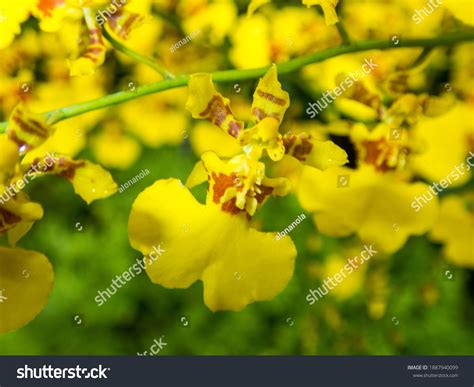 Oncidium Goldiana Orchid Dancing Lady Orchid Stock Photo 1887940099