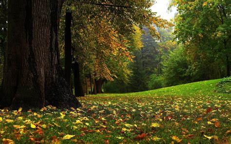 Beautiful Forest Hd Wallpapers Top Free Beautiful Forest Hd
